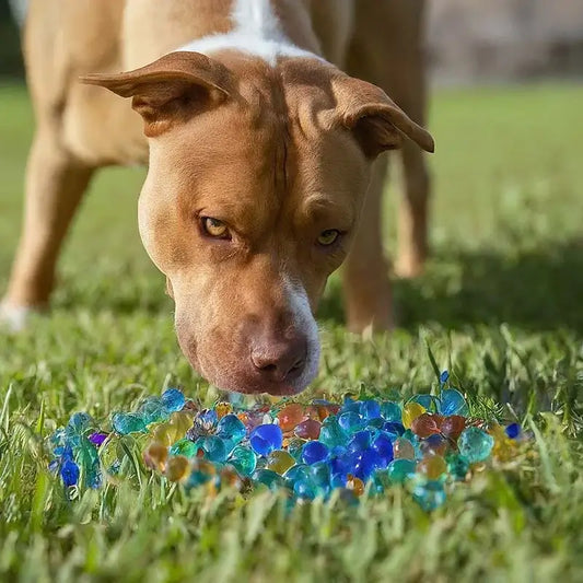 Are Gel Blaster Balls Toxic to Dogs?